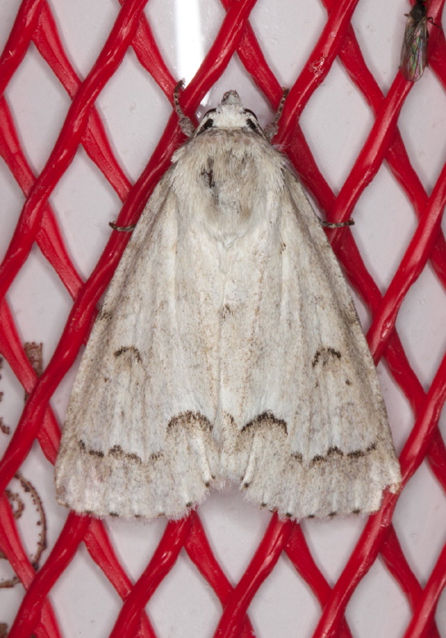 Acronicta innotata Noctuidae