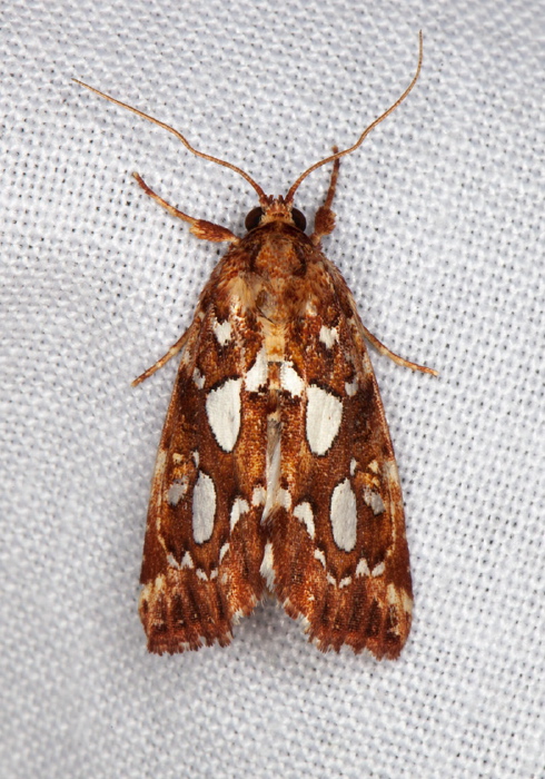 Callopistria cordata Noctuidae