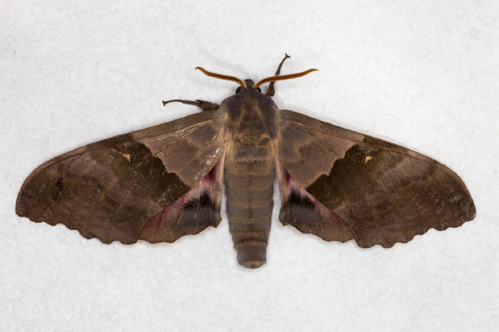 Pachysphinx modesta Sphingidae