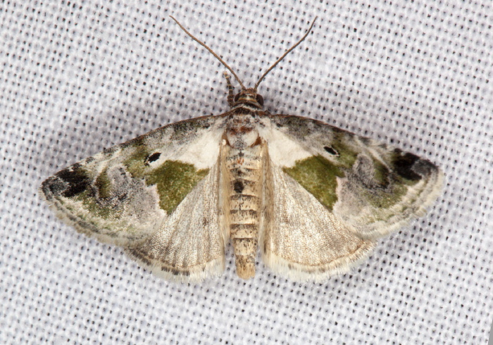 Maliattha synochitis Noctuidae