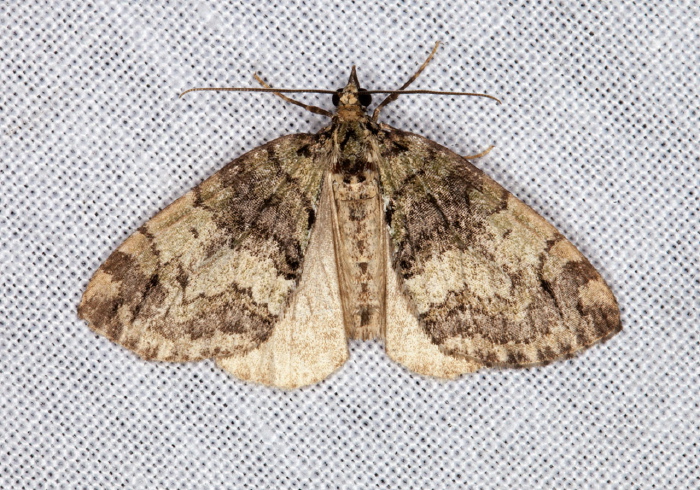 Hydriomena renunciata? Geometridae