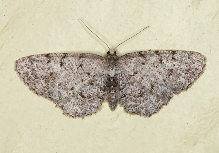 Aethalura intertexta Geometridae