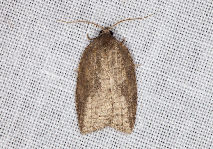 Acleris schalleriana? Tortricidae