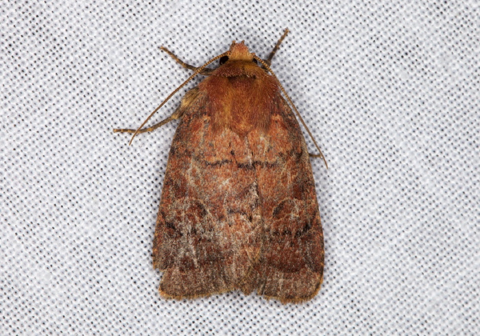 Orthodes cynica Noctuidae