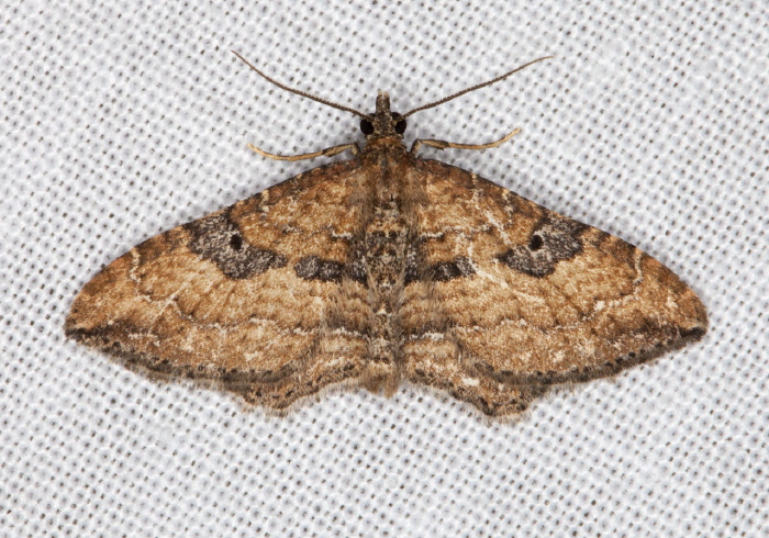 Orthonama obstipata Geometridae