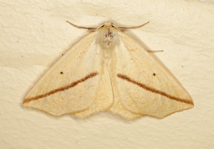 Tetracis crocallata Geometridae