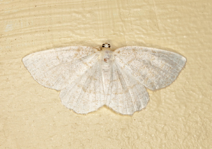 Lomographa vestaliata Geometridae