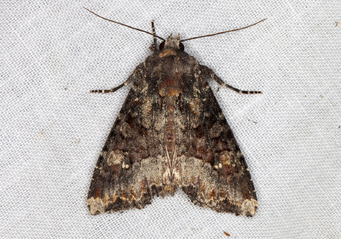 Apamea amputatrix Noctuidae