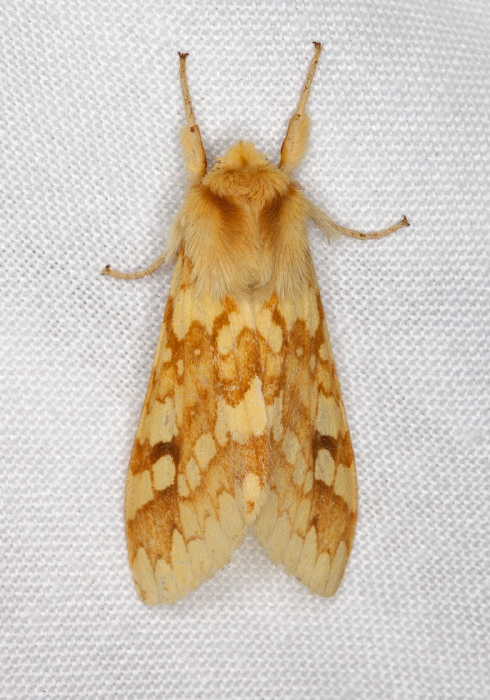 Lophocampa maculata Erebidae