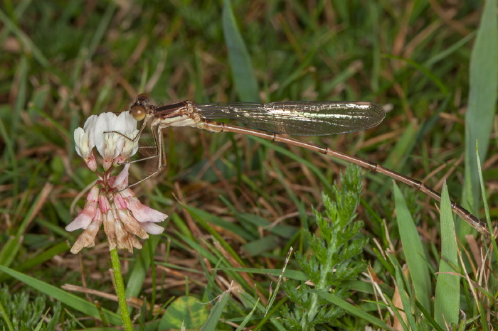 Lestes rectangularis Lestidae