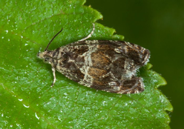 Olethreutes valdanum? Tortricidae