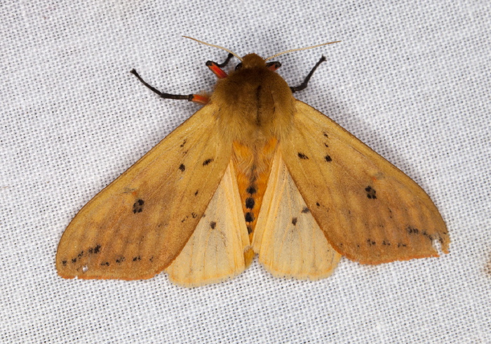 Pyrrharctia isabella Erebidae