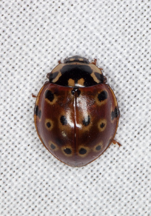 Anatis mali Coccinellidae