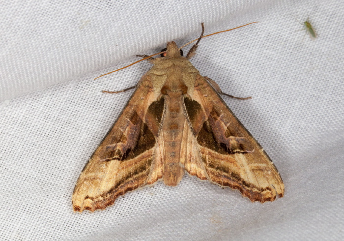 Phlogophora periculosa Noctuidae