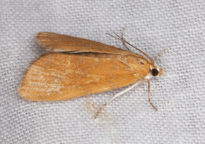 Elophila gyralis Crambidae