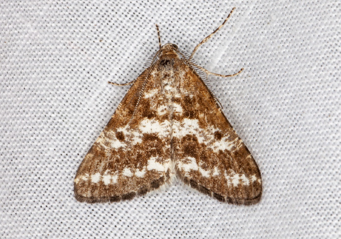 Eufidonia sp. Geometridae