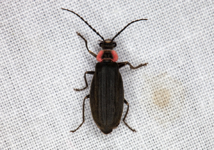 Podabrus tricostatus Cantharidae