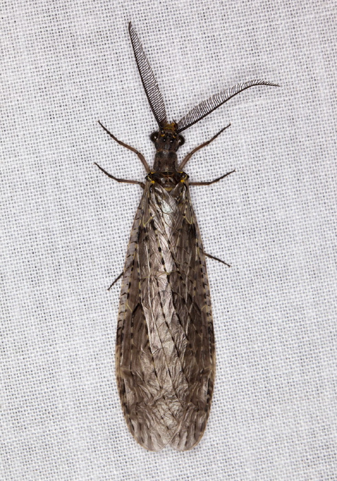 Chauliodes rastricornis Corydalidae