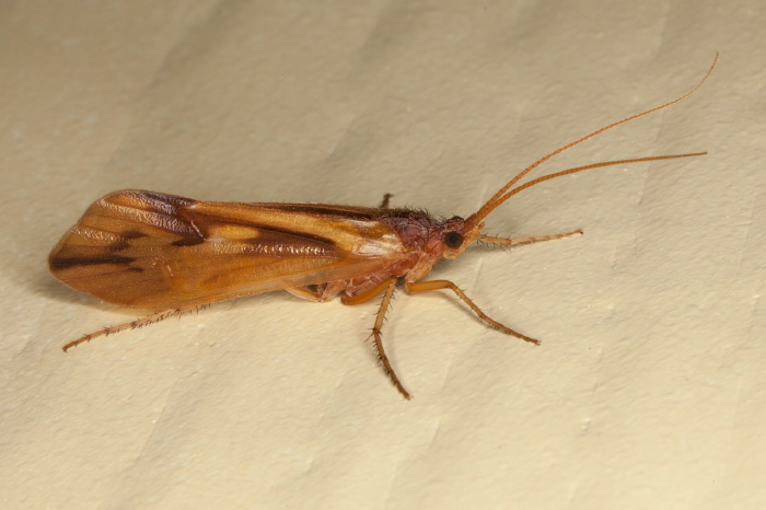 Platycentropus radiatus? Limnephilidae