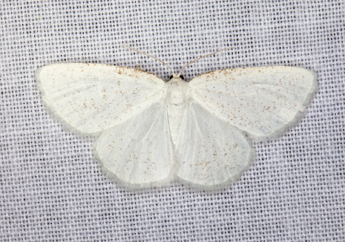 Protitame virginalis Geometridae