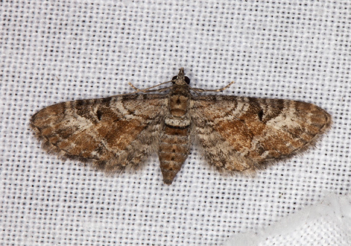 Eupithecia anticaria Geometridae