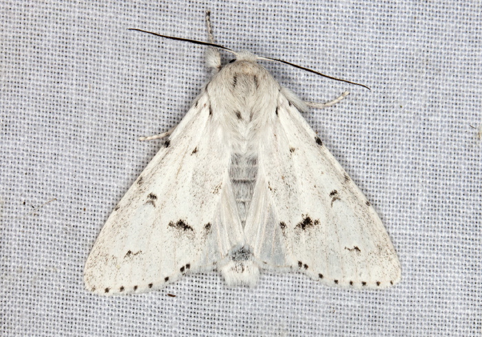 Acronicta vulpina Noctuidae