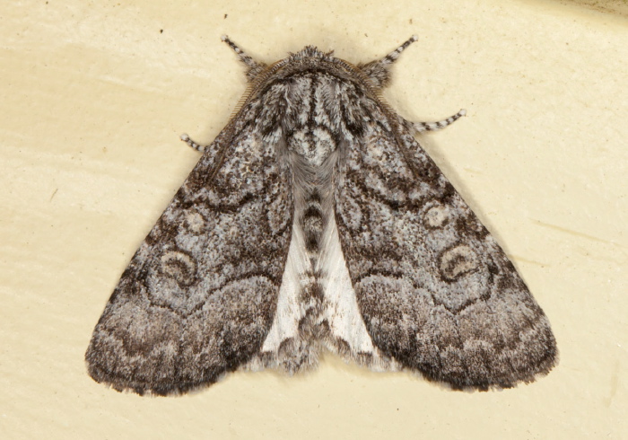 Raphia frater Noctuidae