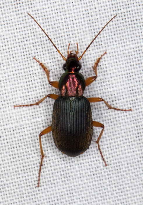 Chlaenius tricolor? Carabidae