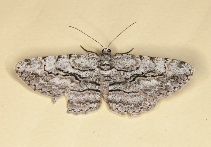 Anavitrinella pampinaria? Geometridae