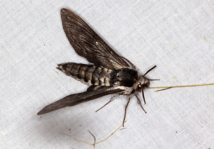 Sphinx poecila Sphingidae