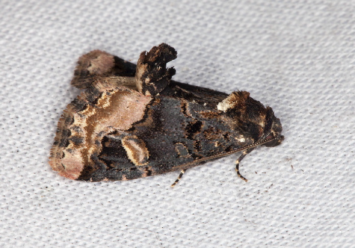 Homophoberia apicosa Noctuidae