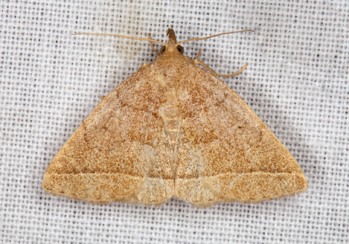 Zanclognatha cruralis? Erebidae