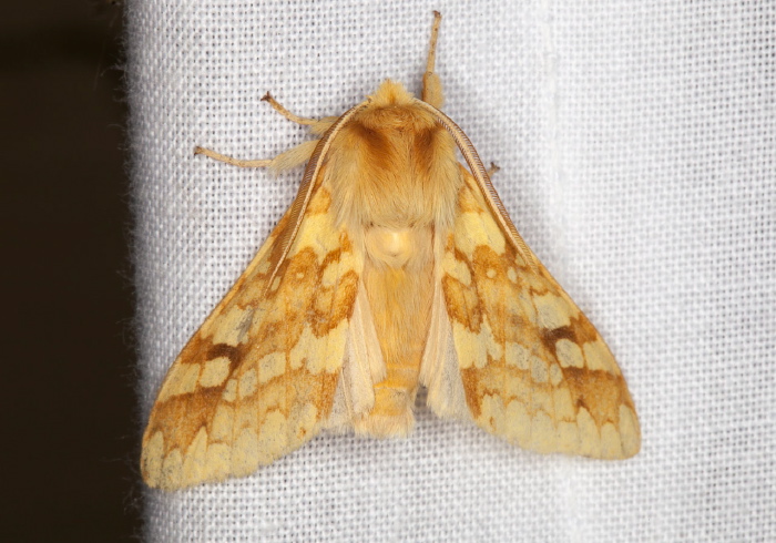 Lophocampa maculata Erebidae