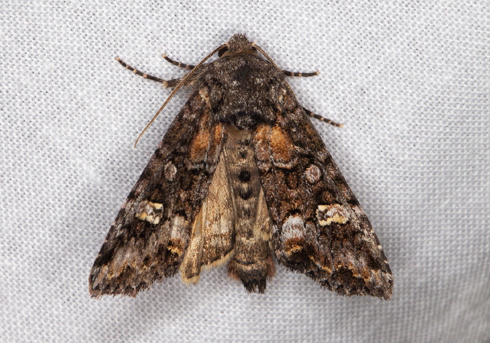 Spiramater lutra Noctuidae