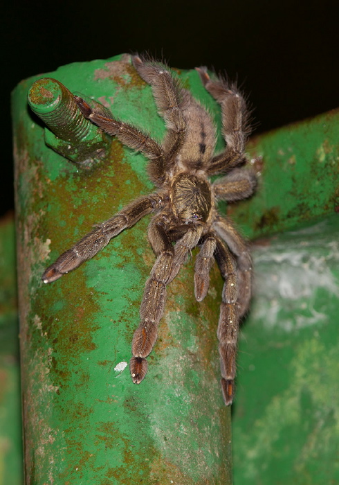 Psalmopoeus cambridgei Theraphosidae