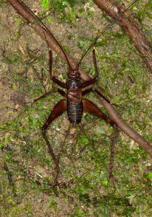   Gryllidae