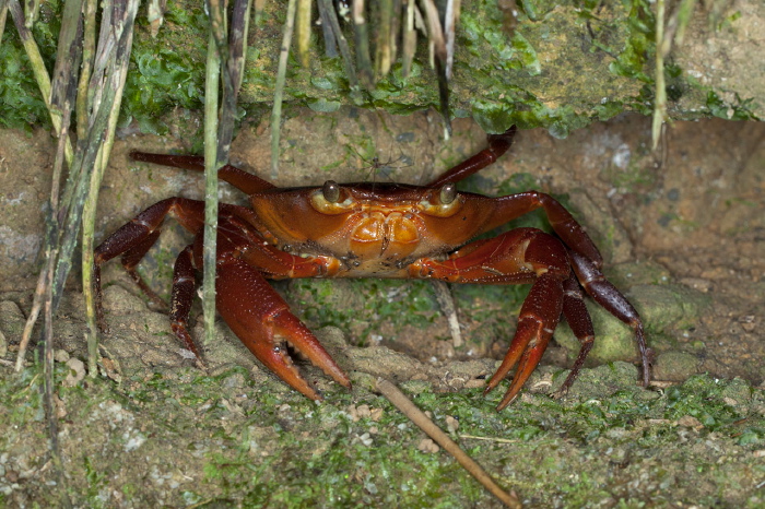 Eudaniela garmani Pseudothelphusidae