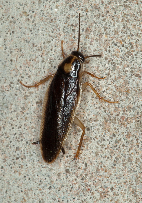 Ischnoptera sp.? Ectobiidae