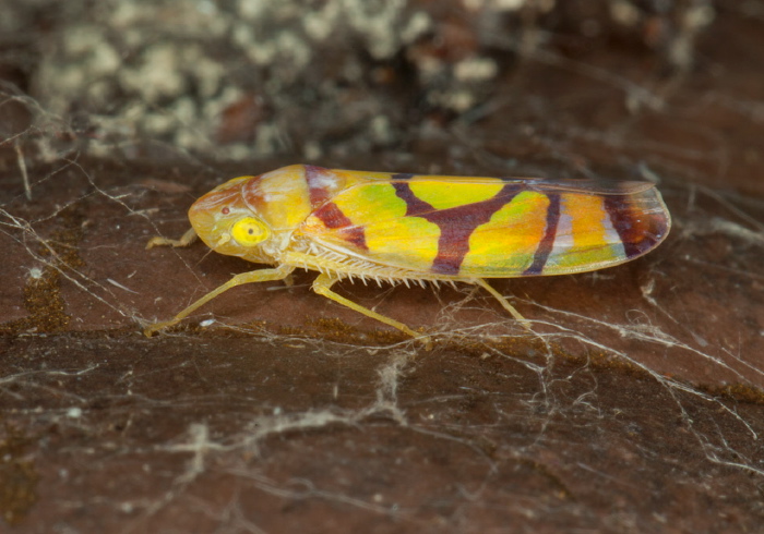 Iragua circulifera Cicadellidae