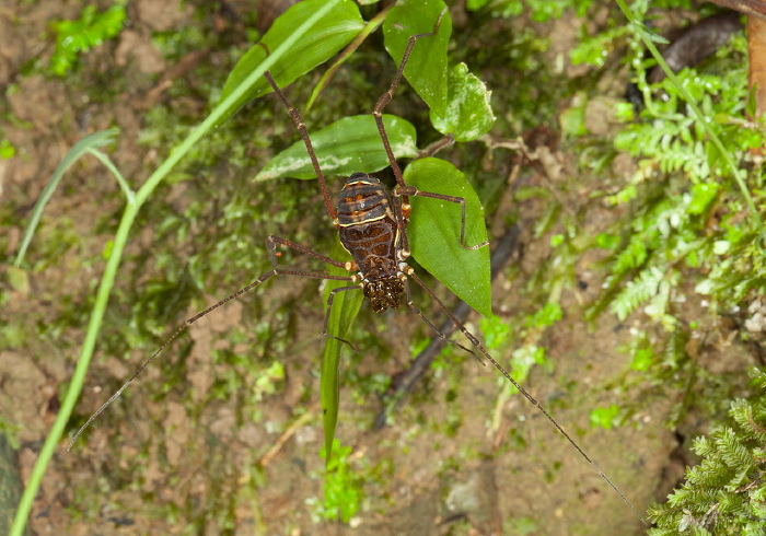 Santinezia serratotibialis Cranaidae