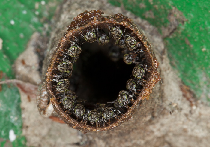 Nannotrigona sp. Apidae