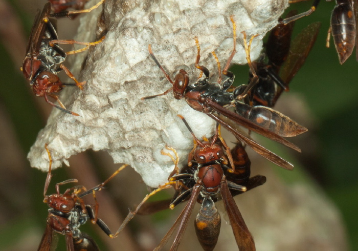 Polistes sp.? Vespidae