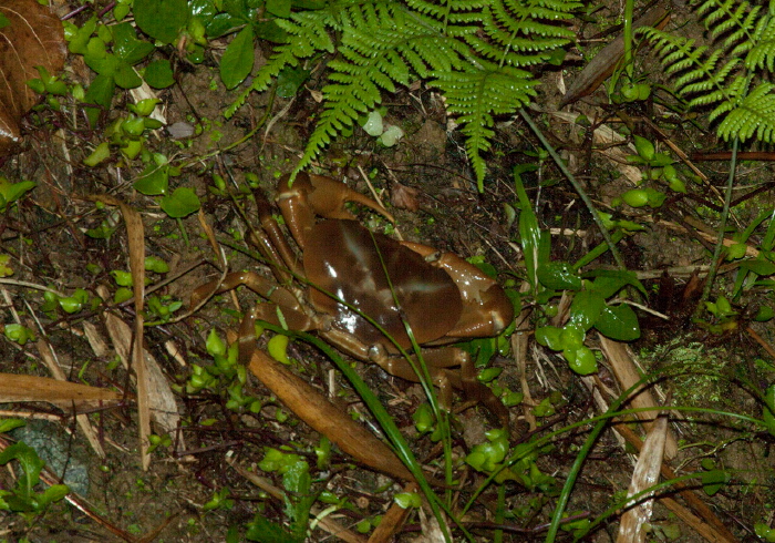 Eudaniela garmani Pseudothelphusidae