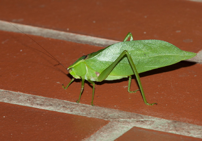   Tettigoniidae