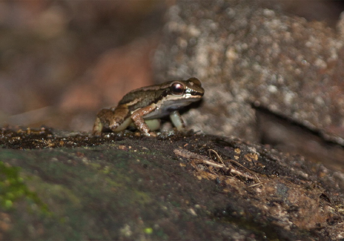 Mannophryne trinitatis Aromobatidae