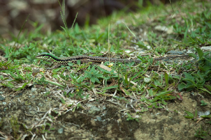 Ameiva atrigularis Teiidae
