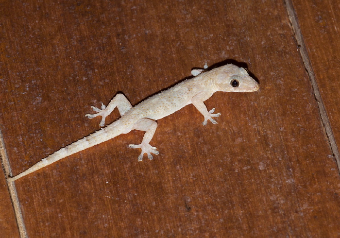 Hemidactylus mabouia Gekkonidae