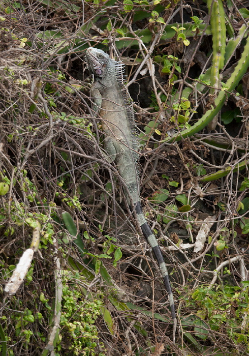 Iguana iguana Iguanidae