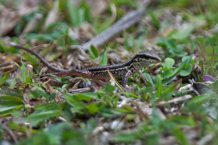 Ameiva atrigularis Teiidae