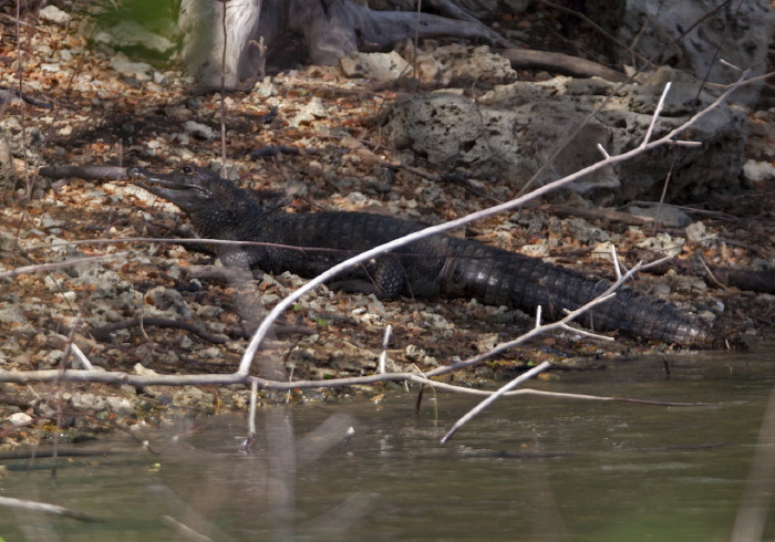 Caiman crocodilus Alligatoridae